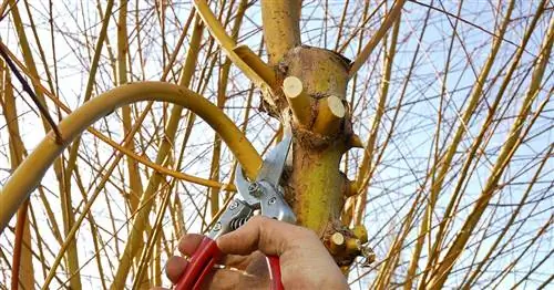 Обрезка плакучей ивы: лучшие советы