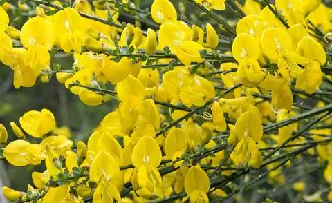 Желтая метла (Cytisus scoparius) Желтая метла (Cytisus scoparius)