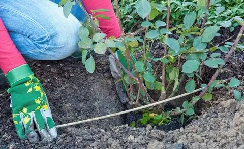 Проверяйте глубину посадки при посадке розы