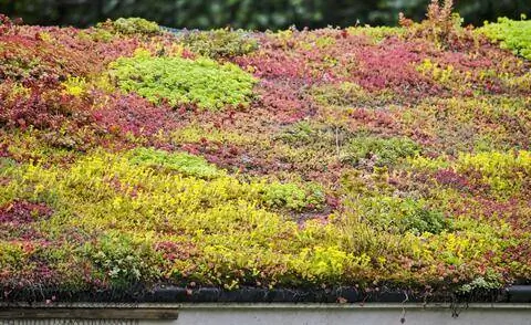 Обширное озеленение крыш с помощью Sedum