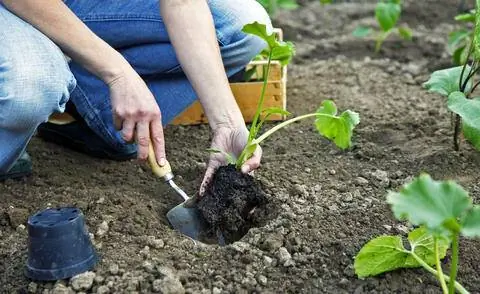 Посадить кабачки