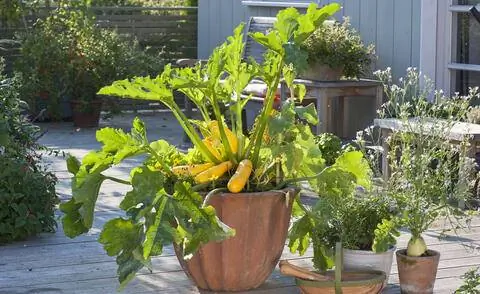 кабачки в кастрюле