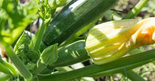 Посадка кабачков: когда и как это делать