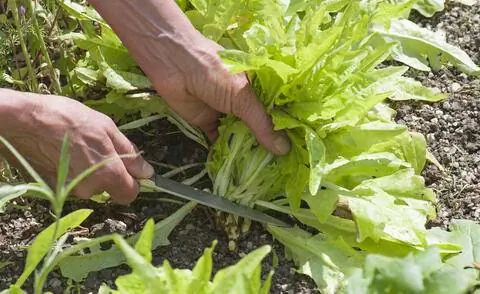 Нарежьте салат «Тилль» (Lactuca)