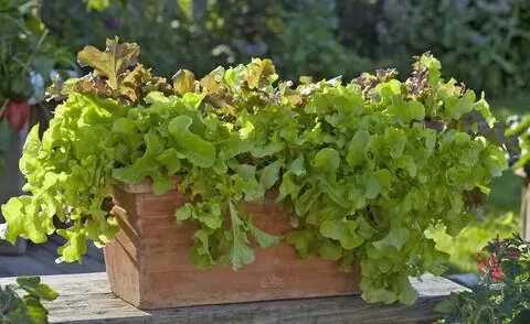 Lactuca 'Babyleaf-Mix' (нарезанный салат) в терракотовой коробке