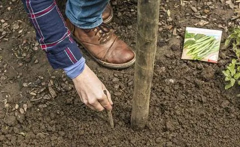 Посевная фасоль сорта Neckarkönigin