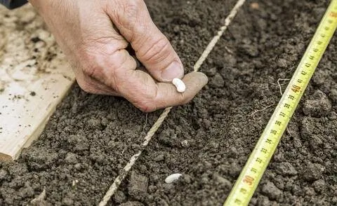 Поместите кустовую фасоль в посевную борозду