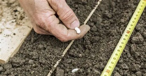 Посев фасоли: Как это работает в саду