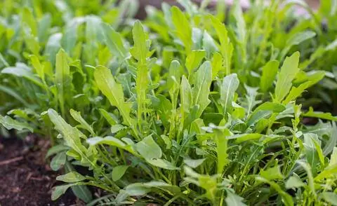 Руккола, руккола