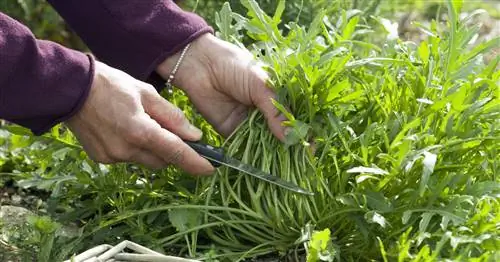 Сбор рукколы: на это стоит обратить внимание