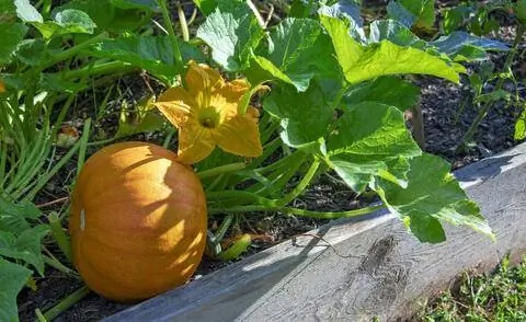 Тыква на краю кровати