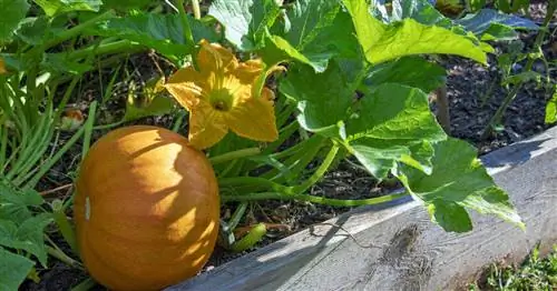 Посадка тыквы: Как вырастить