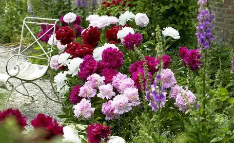 Пионы разных цветов в саду