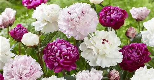 Уход за пионами: 3 распространенные ошибки