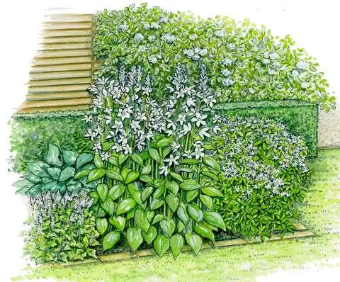 Вечнозеленая живая изгородь из Hedge Myrtle 'Elegant'