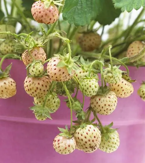 Ананас клубника или ананас