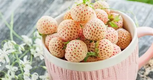 Белая клубника: лучшие сорта