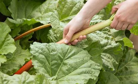 Урожай садового ревеня