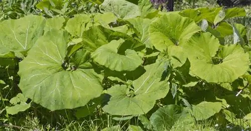 Дикий ревень: ядовит или съедобен?