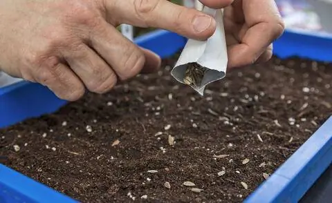 Сеять циннии