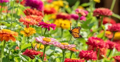 Посев цинний: это так просто