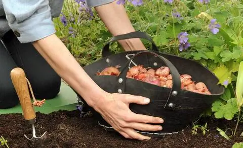 Посадить луковицы гладиолусов