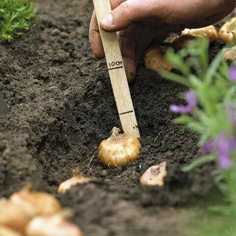 Высаживайте луковицы гладиолусов на глубину 10 см.