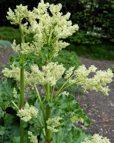 Цветы ревеня