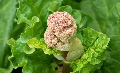 Стадия цветения ревеня