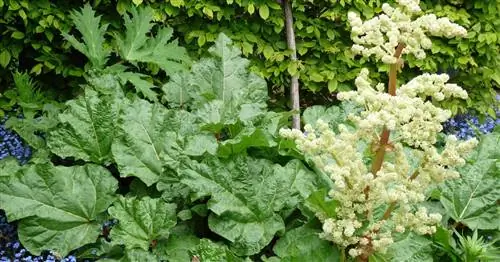 Цветок ревеня съедобен?