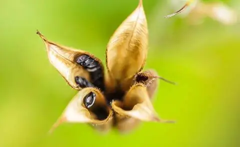 Коломбиновый фолликул