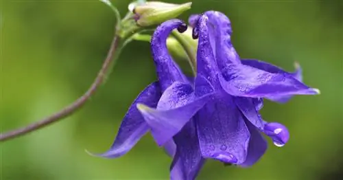 Посев семян водосбора: 3 совета профессионалов