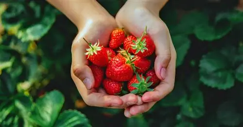 Почему клубника – это орех