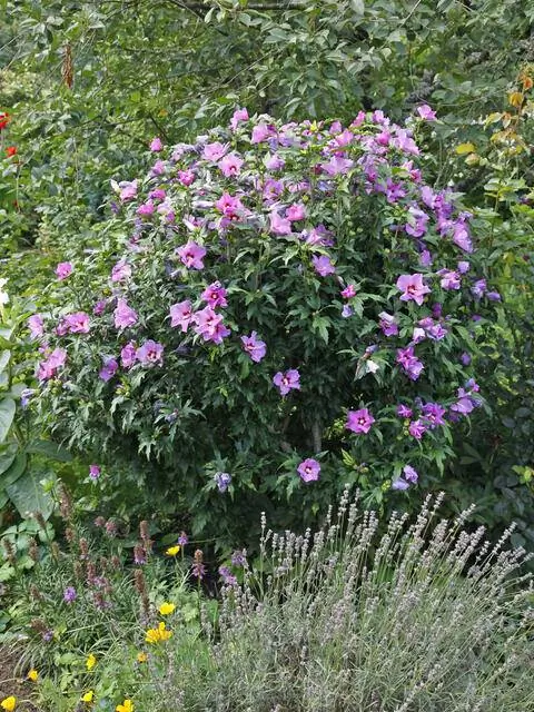 Гибискус (Hibiscus syriacus) в саду