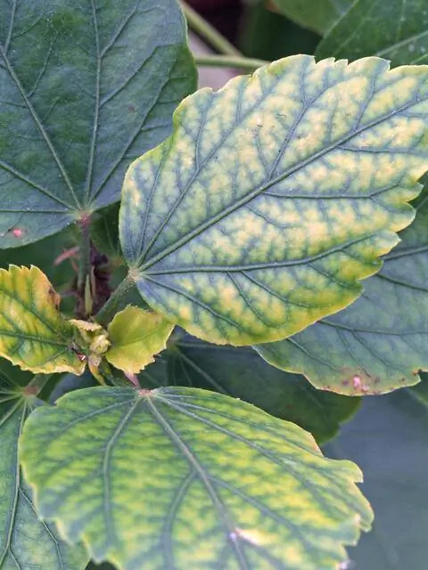 Дефицит магния у гибискуса