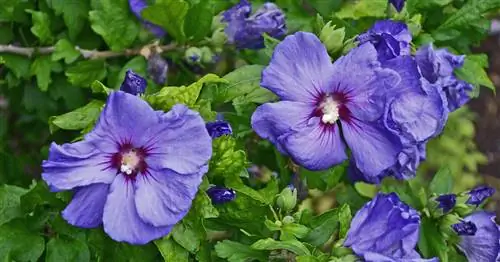 Удобрение гибискуса: что ему действительно нужно