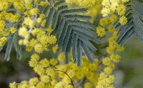 Серебряная акация (Acacia Dealbata)