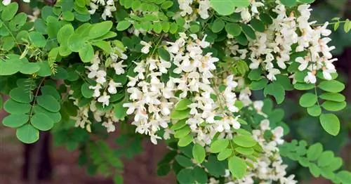 Акация или робиния: в чем разница