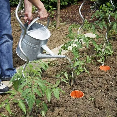 Разложить помидоры по глиняным горшкам