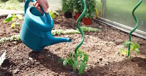 Полив помидоров: вот как это делается правильно