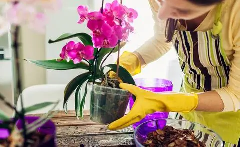 Пересадить орхидею
