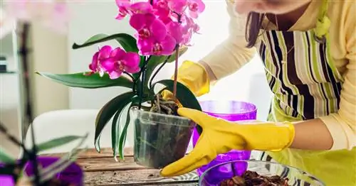 Уход за орхидеями: 3 распространенные ошибки