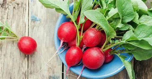 Хранение редиски: так она хранится дольше всего