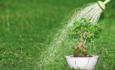 полив бонсай