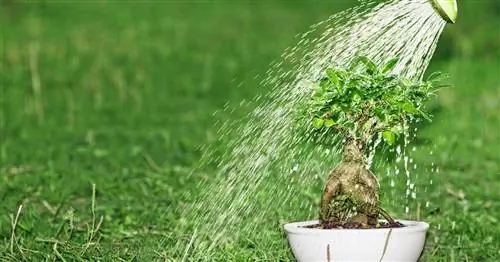 Уход за бонсай: 3 профессиональных хитрости для красивых растений