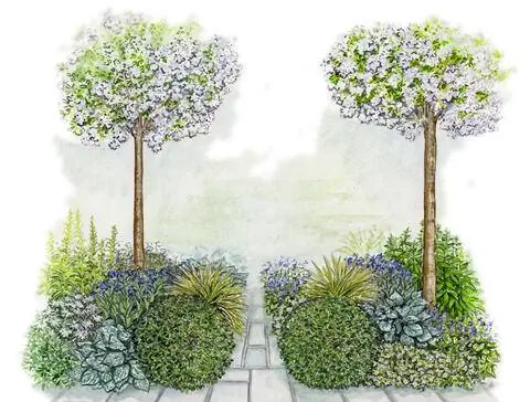 Японские шары остролиста украшают грядки