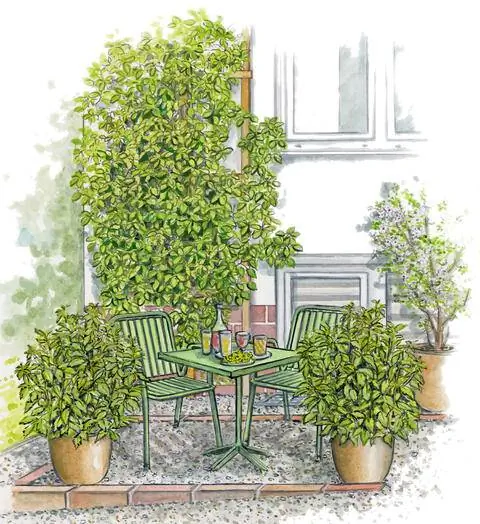 Идея оформления посадочного места перед плетистой гортензией