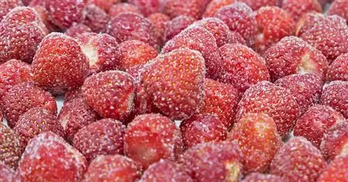 Заморозка клубники: как это работает