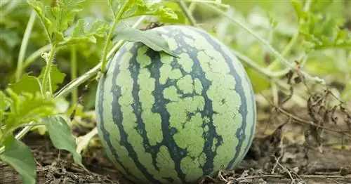 Арбуз: фрукт или овощ?