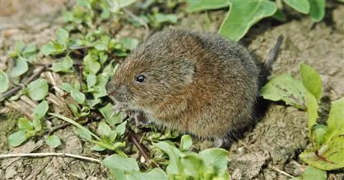 Борьба с полевками: эти 3 метода работают лучше всего